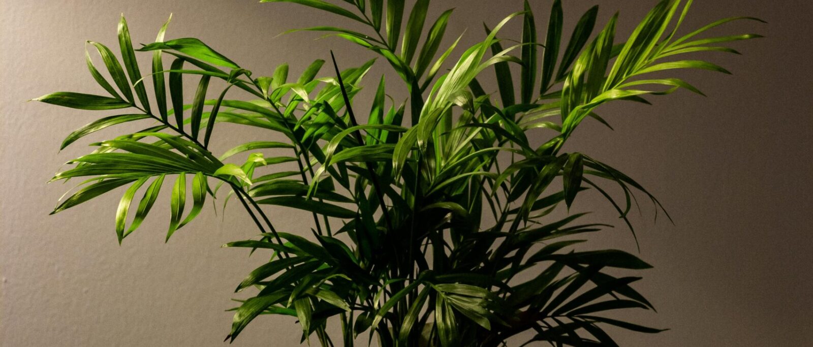 Chamaedorea palm in a pot on a wooden table with dramatic shadows indoors.